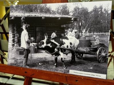 В Якутии отметили пятилетний юбилей генофондного предприятия «Якутский скот»