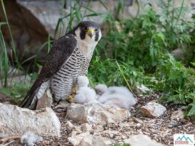 "Золотые Скалы реки Синяя". Синские, Ленские Столбы