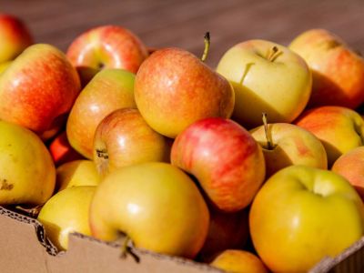 В Роспотребнадзоре рассказали о пользе яблок