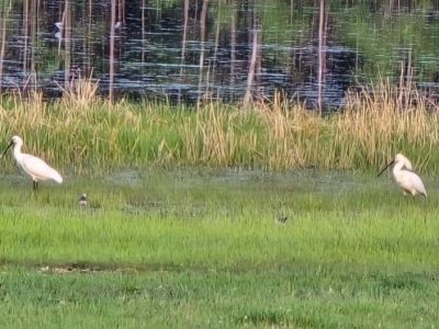 Редкие и необычные для Якутии птицы впервые замечены в Амгинском районе