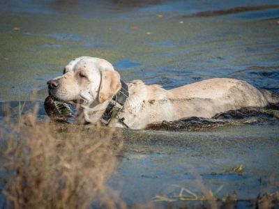 Незаменимый друг и товарищ. В Якутске провели День подружейной собаки