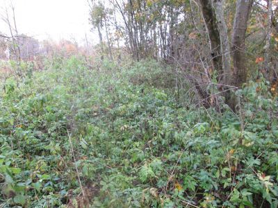 Памятное место (предполагаемое), где в XVI в. происходила Ведрошская битва