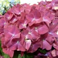 Гортензия крупнолистовая Хот Ред
