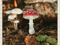 Деревянная брошка Дворникова А. "Мухомор"