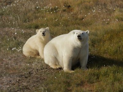 В Якутии экспедиция встретила белую медведицу с детенышем на заповедных островах