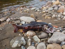 Рыбалка на трофейного тайменя на реке Гонам
