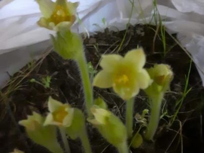 Фотофакт: в доме жителя Усть-Алданского района в декабре зацвели подснежники