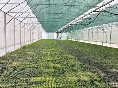 Сенатор РФ Сахамин Афанасьев посетил лесопитомник в Якутии