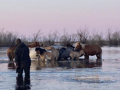 В Намском районе проводится оценка материального ущерба от гибели скота и лошадей
