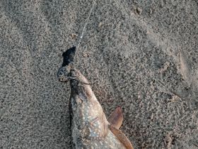 Трофейная рыбалка на реке Вилюй. Маршрут: п. Кысыл Сыр - устье р. Вилюй (до Лены)