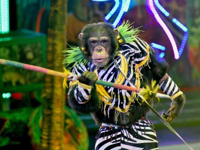 Билеты на Жар-птица (Цирк) / Театр | Афиша | ИнфоТаймс