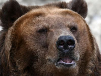 Осторожно, хозяин тайги!