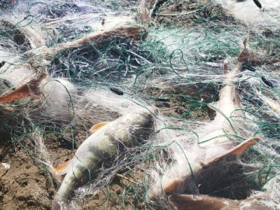 До двух лет лишения свободы грозит иностранцу за вылов осетра в Якутии