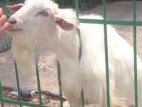 Зооуголок Детского парка