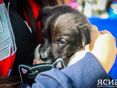 Ярмарка по пристрою бездомных животных пройдет в Якутске 14 октября