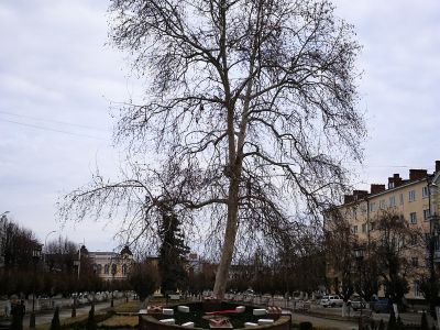 Платан, посаженный летчиком-космонавтом СССР, Героем Советского Союза В.В. Горбатко