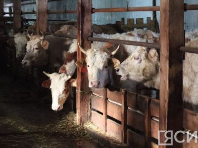 В Сахастате сообщили о показателях животноводства сельхозпредприятий за десять месяцев 2023 года