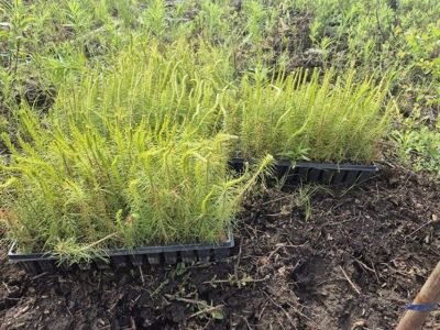 «Полюс Алдан» высаживает новый лес