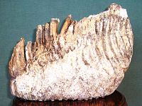 Поспелихинский районный краеведческий музей