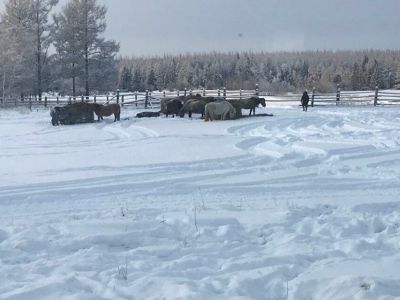 Агростартапер Степан Карпов развивает табунное коневодство в Якутии