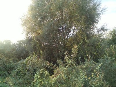 Священная роща