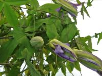 Вебинар «Общие наблюдения и индивидуальное обучение с точным объяснением материала как способы поддержки детской инициативы по методу Марии Монтессори»