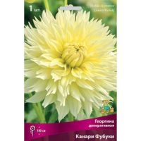 Георгина декоративная Канари Фубуки (1 шт.)