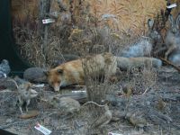 Ейский районный краеведческий музей