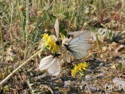 Эксперт объяснил причину нашествия бабочек в Якутии