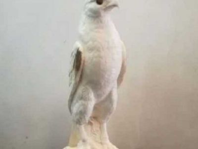 Работу якутского мастера-костореза продают за полмиллиона рублей