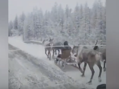 ВИДЕОФАКТ. В Якутии все виды транспорта хороши — автомобиль и олени. Дорога в Оймякон