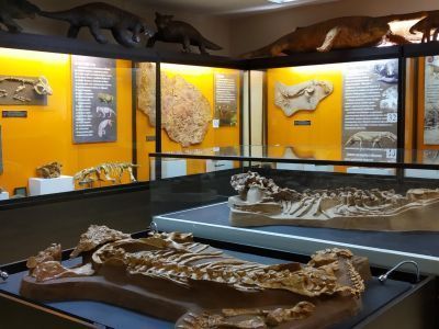 Котельничский палеонтологический музей