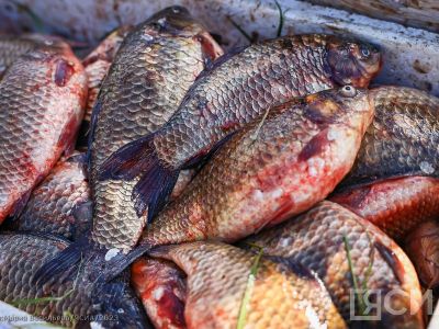 В Якутии 130 организаций занимаются рыболовством и рыбоводством