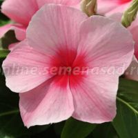 Катарантус ампельный Медитерранеан Стробери (1уп-1000 шт)