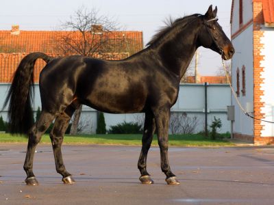 Билеты на Путешествие в Средневековье — рыцарские замки Восточной Пруссии (Рыцарские замки Восточной Пруссии) / Экскурсия | Афиша | ИнфоТаймс