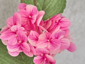 Цветок Hydrangea, розовый