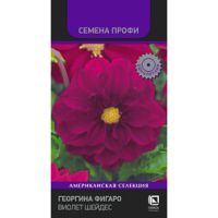 Георгина Фигаро Виолет Шейдес (Семена Профи)