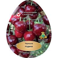 Черешня Родина