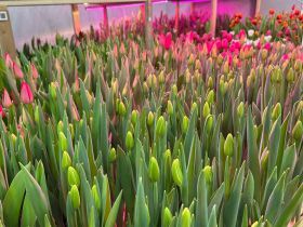 Пять тысяч тюльпанов среди зимы: семья из Горного района создала цветущий оазис