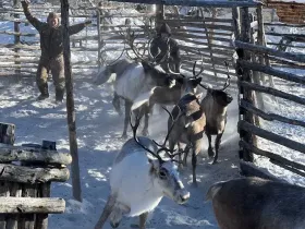 В тундровой зоне Якутии завершили весеннюю корализацию оленей