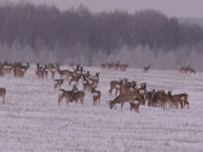 ФОТОФАКТ. Дикие косули облюбовали пашни Хангаласского улуса