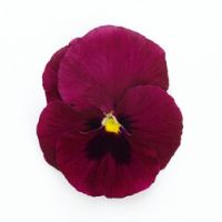 Виола крупноцветковая Инспайер Делюкс Дип Роуз Блотч (1уп-1000шт) (Профи)