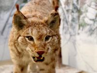 Дом природы г. Череповца