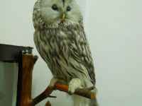 Даровской районный краеведческий музей