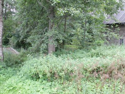 Водяная мельница и деревянный мост на реке Крушинице