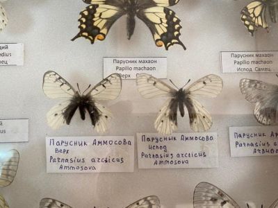 Об уникальных бабочках в Момском районе рассказал инспектор природного парка