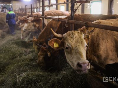 В Якутии проводятся мероприятия по предотвращению распространения пастереллеза