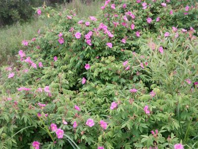 Братская могила пограничников 1945 г. (капитан Иовенко, краснофлотцы Иванов С.И., Пироговский Е.П., Евтушенко Г.Г.)