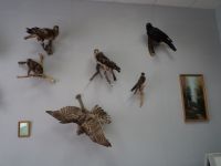 Тоцкий историко-краеведческий музей