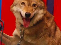 Театр «Уголок дедушки Дурова»